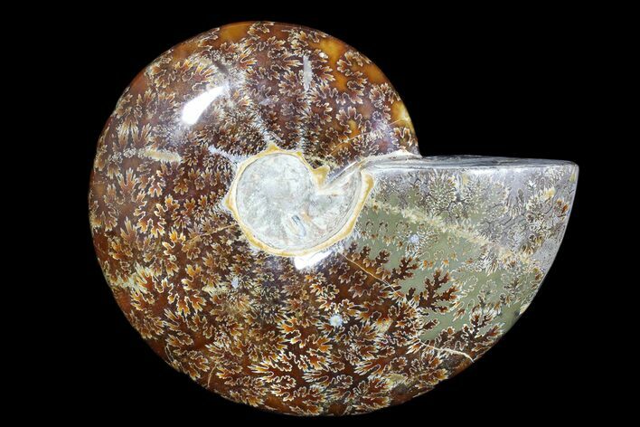 Polished Ammonite Fossil - Madagascar #173163